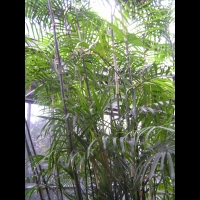 Chamaedorea Seifrizii (fam. Arecacees) (Amerique centrale) (3)